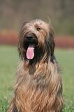BRIARD 236